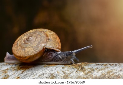 A snail perched on a tree And the sun shines down as a beam of effort ideas
				