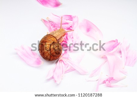 snail and petals of pink flowers on a white background, cosmetics and skin care