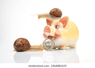 Snail and piggy bank for coins on a white background. The concept of slow accumulation of money deposit. Financial literacy and business development. - Shutterstock ID 2364881619