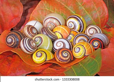Snail : Polymita picta or Cuban snails one of most colorful and beautiful land snails in the wolrd from Cuba , its known as "Painted Snails", rare, endangered species and protected.