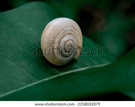 A snail resting on a leaf.A snail that sits on a leaf and rests. It is an animal belonging to the gastropod class of gastropods.snail images and photography.