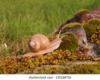 Snail riding on moss in garden in spring