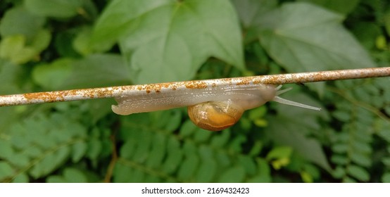 Snail its sean in kerala Perigammala Mankkayam Adipparambu forest area anyone identify this types off snails 