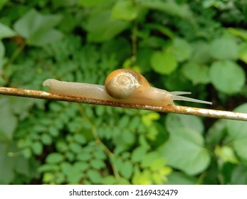 Snail its sean in kerala Perigammala Mankkayam Adipparambu forest area anyone identify this types off snails 
