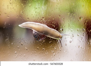 Snail seen from underneath moving over a window covered with rain