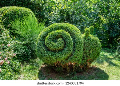 Snail shaped Boxwood Bush grows in garden. Small Bush trimmed in snail shape. Pruning Boxwood Shrub. Topiary tree