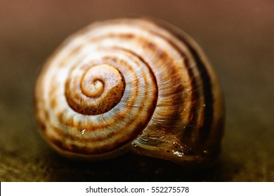 Snail Shell