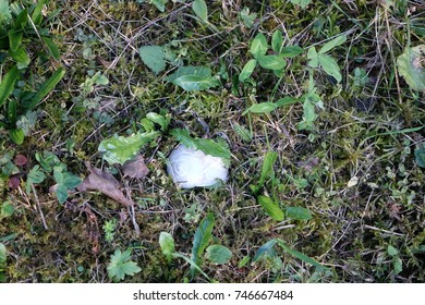 Snail shell