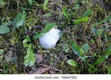 Snail shell