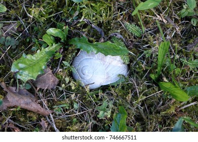 Snail shell