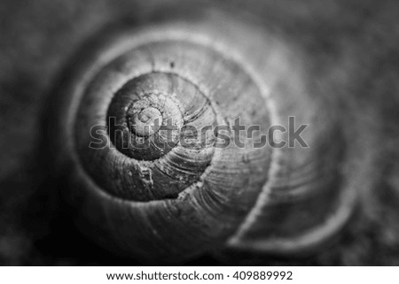 Similar – Image, Stock Photo snail shell Snail