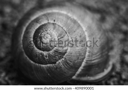 Similar – Image, Stock Photo snail shell Snail