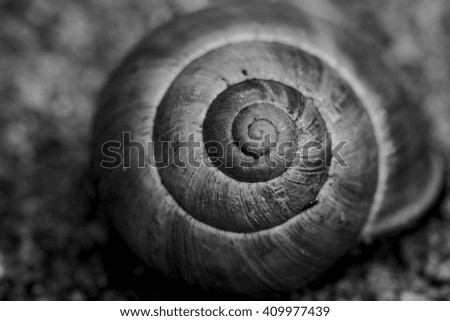 Similar – Image, Stock Photo snail shell Snail