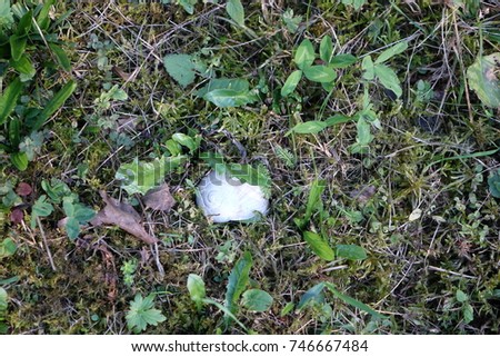 Snail shell