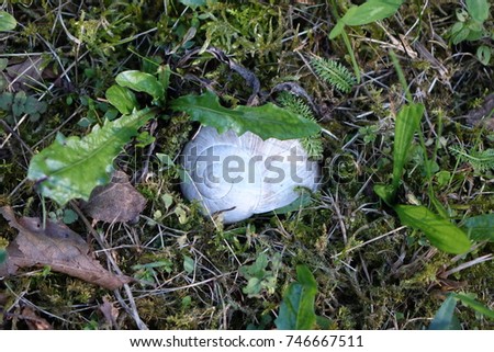 Snail shell