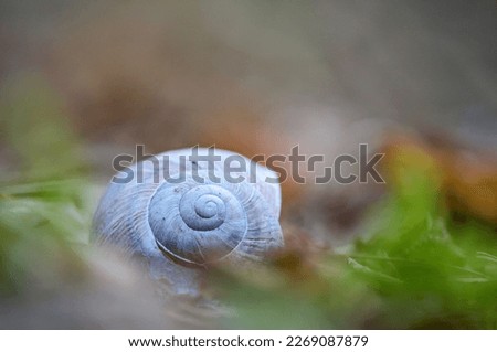 Similar – Foto Bild Muschelchen Strand klein