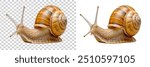 snail, shell, animal, slow, isolated, garden, nature, white,
slimy, brown, closeup, helix, garden snail, inverebrate, nnnfood, spiral, slime, 
pest.