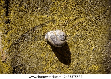 snail shell attached to wall full of greenish-yellow lichen, shaded by the sun on the wall
