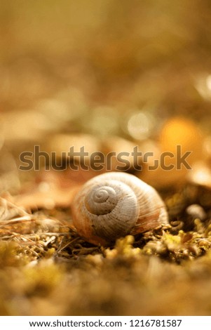 Image, Stock Photo small enchanted world