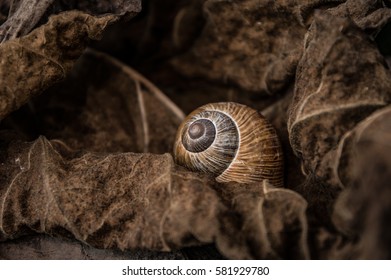 A snail shell between tobacco trees, dry leaves