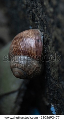 Snail shell close-up. Brown snail shell macro photo. A brown snail on the wall