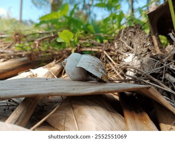 snail shell, close-up, nature, forest floor, macro photography, wildlife, green plants, organic, outdoor, biodiversity, tranquility, texture, leaves, sunlight, environment - Powered by Shutterstock