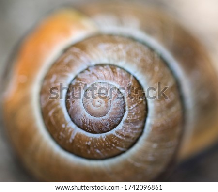 Snail shell coiled texture macro - warm brown and golden colored full frame background with selective focus on the center spiral, Fibonacci Numbers In Nature concept
