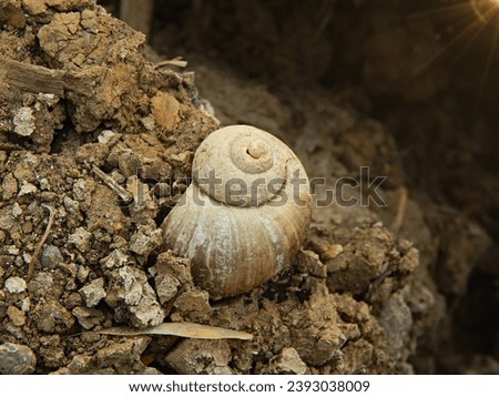 Snail shell in cracked soil. Round brown shell on dark soil background among dry grass.
