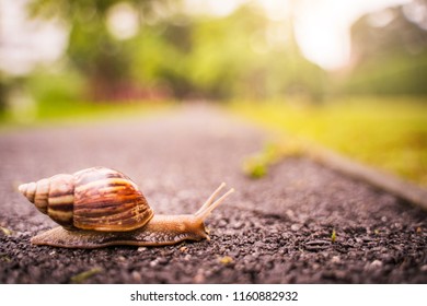snail in shell crawling on road, summer day in garden with copy space, blurred background.