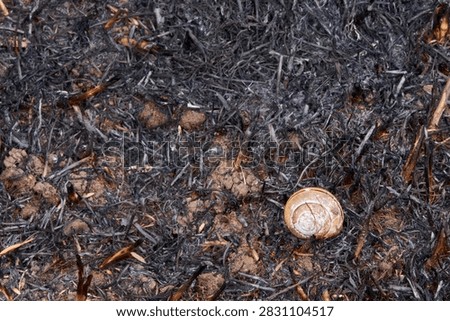 A snail shell in the devastation after a brush fire. One more causality