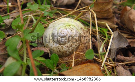 Snail shell in the forest