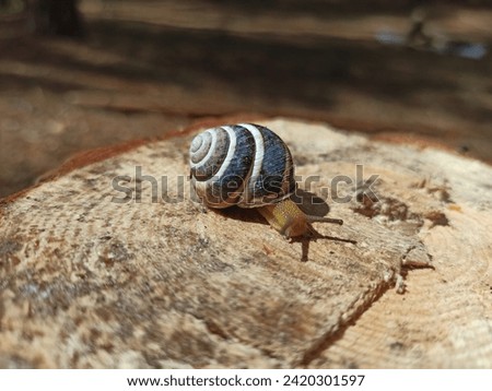 Snail in a shell. snail house. Slug creeping on wooden surface. Helix lucorum living in the forest