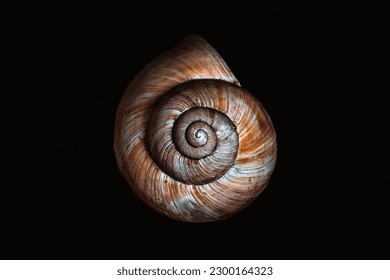 Snail shell isolated on black background - Powered by Shutterstock