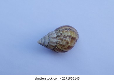 Snail Shell Isolated On White Background