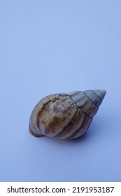 Snail Shell Isolated On White Background