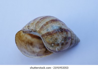 Snail Shell Isolated On White Background