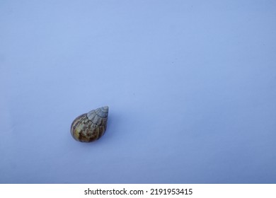 Snail Shell Isolated On White Background