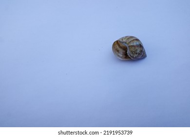 Snail Shell Isolated On White Background