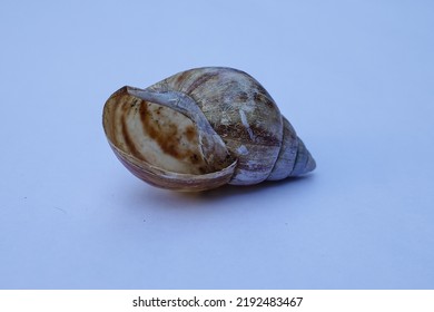 Snail Shell Isolated On White Background