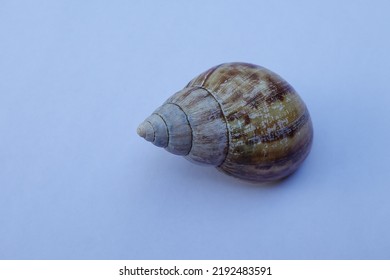 Snail Shell Isolated On White Background