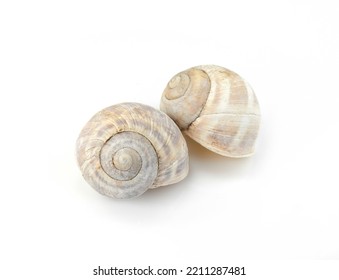 Snail Shell Isolated On White Background