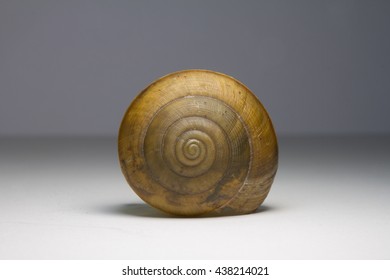 Snail Shell Isolated On White