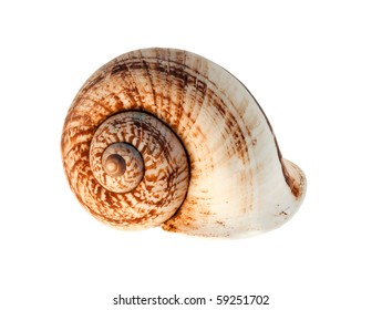 A Snail Shell Isolated Over A White Background