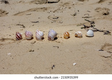 Snail Shell Line On The Beach, In A New Caledonia Beach