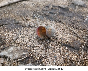 A snail shell lying on the ground