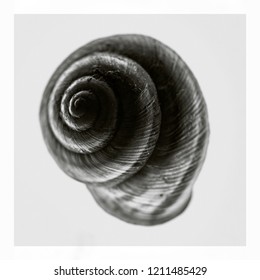 Snail Shell Macro - Fine Art Photography