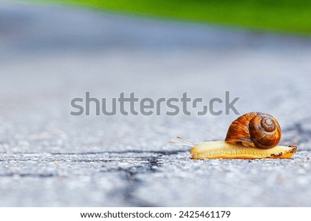 a snail with a shell on its back crawls across the road. snail crawling on the asphalt. Snails are the common name for gastropods (lat. Gastropoda), which have an external shell.