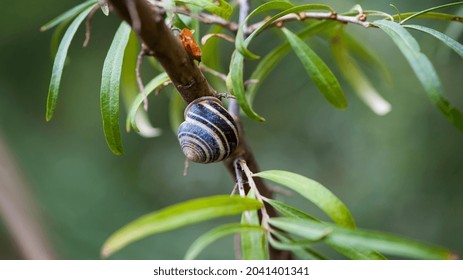 snail shell on a branch with green leaves. macro nature. snail crawling on a branch of wild sea buckthorn. sea buckthorn bush and snail on it. blurred background, close-up