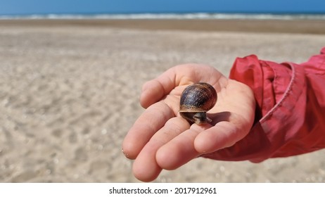 A Snail In Its Shell On A Child 'S Hand On The Background Of Sand And Blue Ocean And Waves. Close Up.