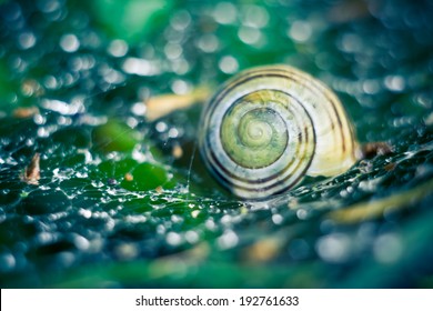 snail shell on cobweb